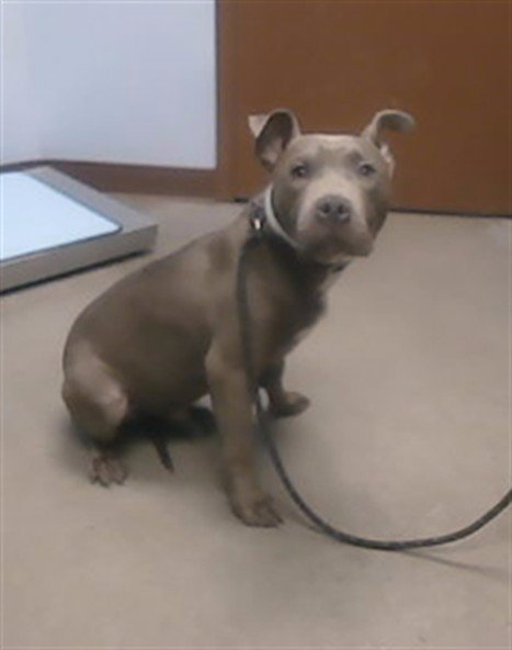 TOWNES - American Pit Bull Terrier available for adoption