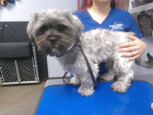 MR BOB - Lhasa Apso available for adoption