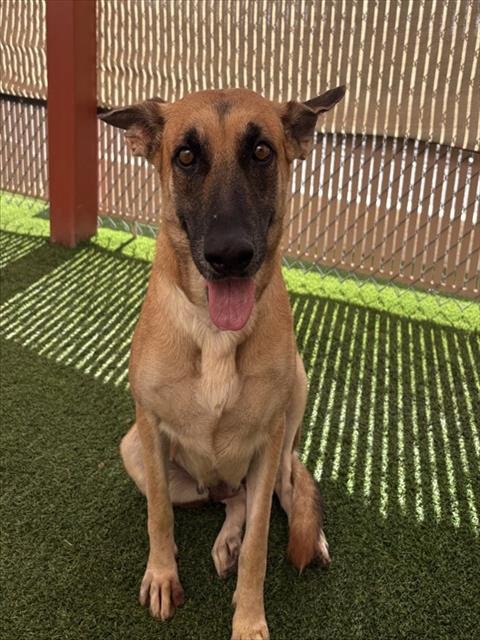 APPLESTRUDEL - German Shepherd Dog available for adoption