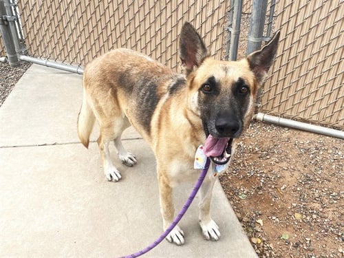 APPLESTRUDEL - German Shepherd Dog available for adoption