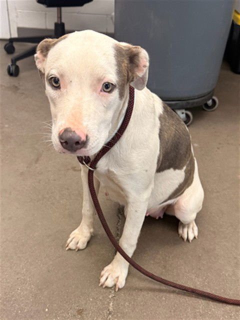 TAMPICA - American Pit Bull Terrier available for adoption