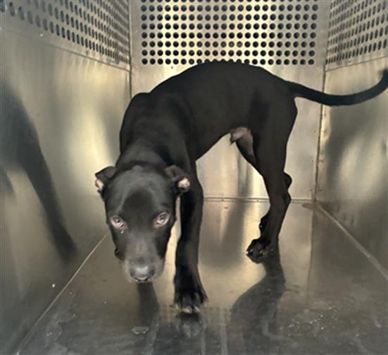 VECNA - American Pit Bull Terrier available for adoption