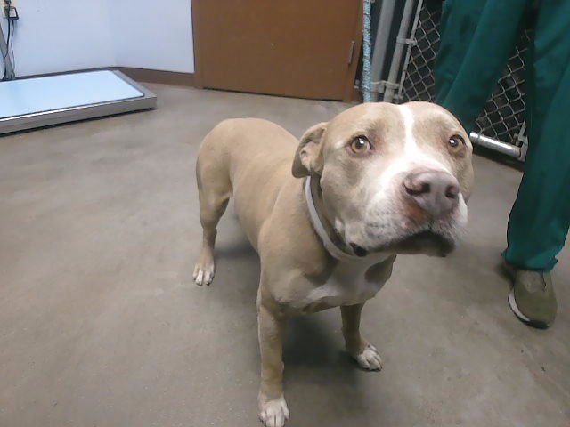 BENTLEY - American Pit Bull Terrier available for adoption