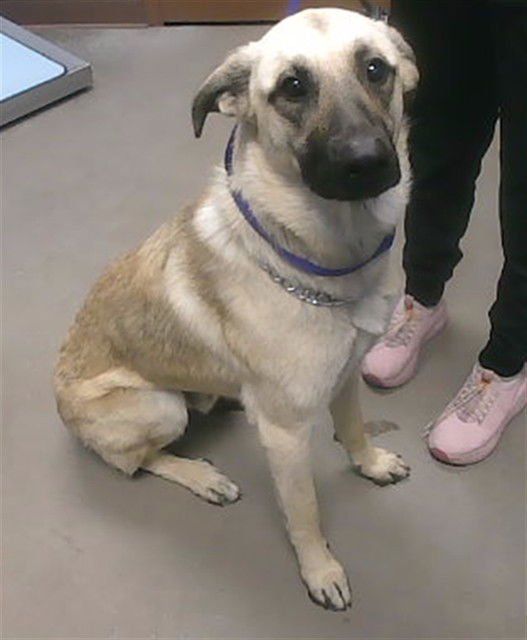 WALKER - Belgian Shepherd Malinois available for adoption