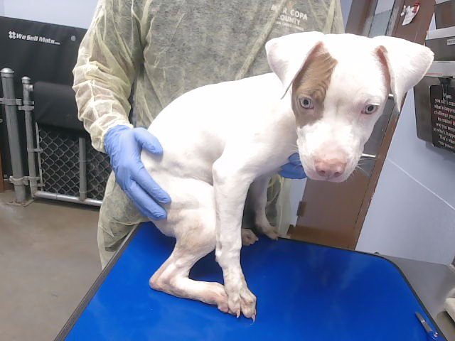 APPLE PIE - American Pit Bull Terrier available for adoption