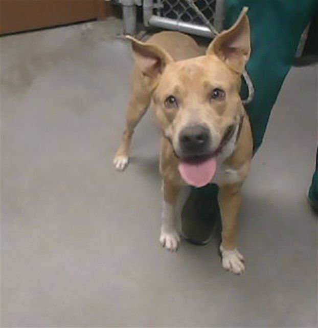 SWIRLY - American Pit Bull Terrier available for adoption