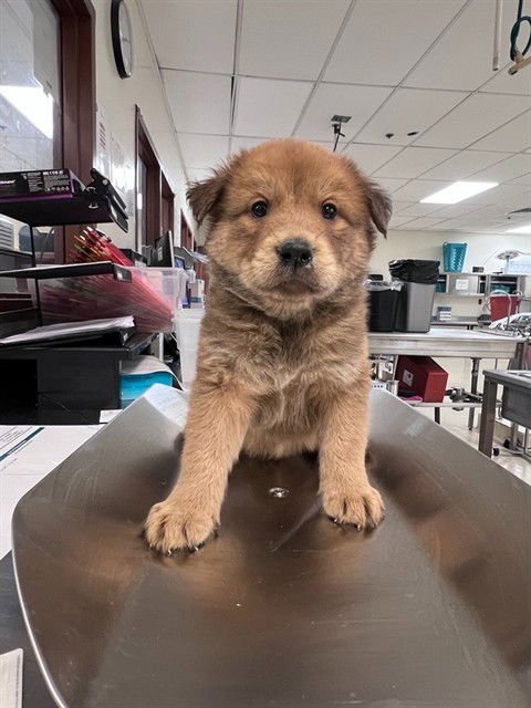 TEAL - American Pit Bull Terrier / German Shepherd Dog available for adoption