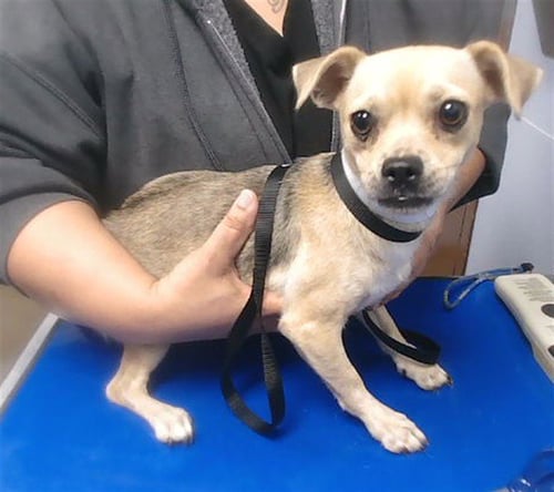 BETTY - Chihuahua available for adoption