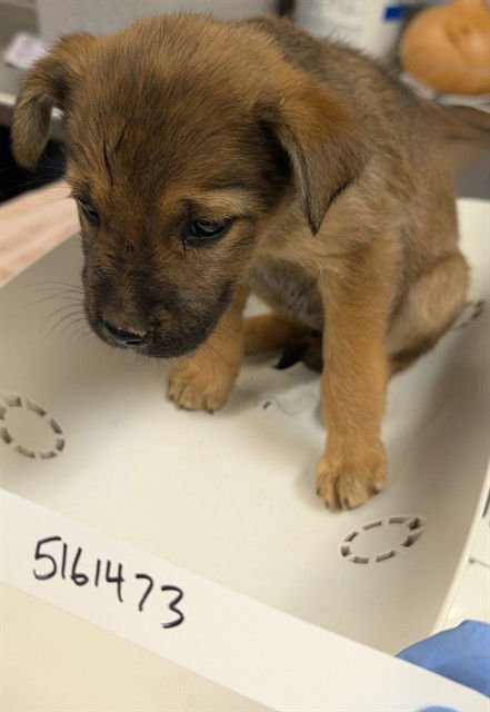 ASTER - German Shepherd Dog available for adoption