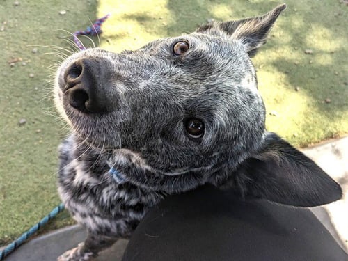 COWBOY - Queensland Heeler available for adoption