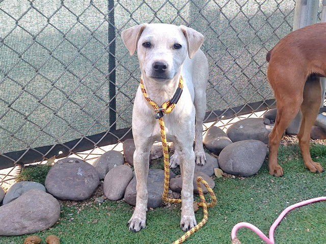SPLENDA - Australian Cattle Dog/Blue Heeler / Chihuahua available for adoption
