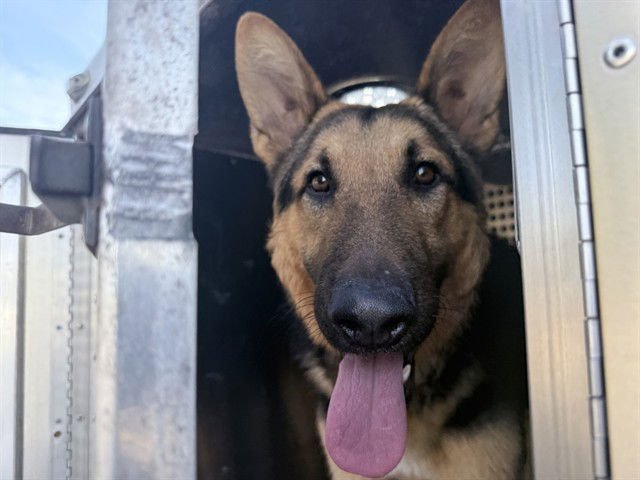 TWISTA - German Shepherd Dog available for adoption