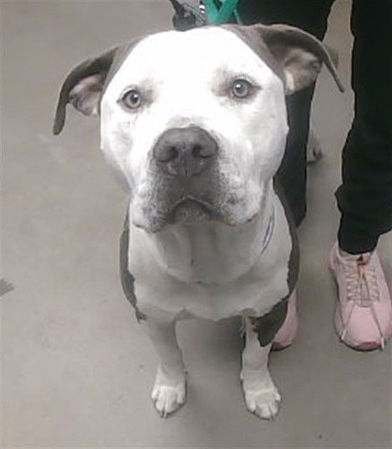 DIESEL - American Pit Bull Terrier available for adoption