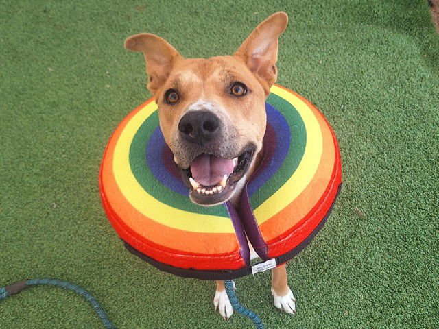 KALEIDOSCOPE - American Pit Bull Terrier available for adoption