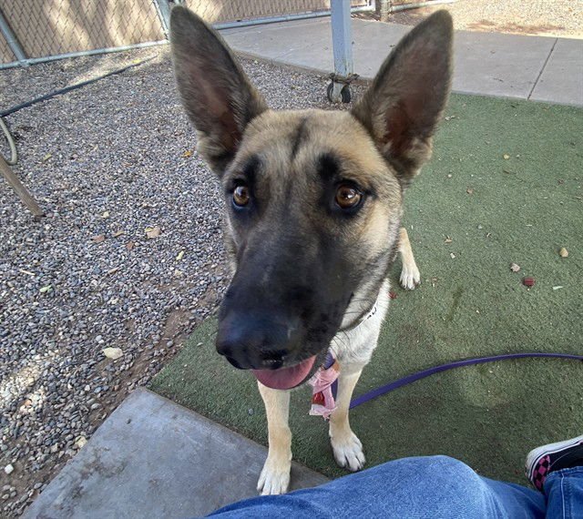 TASHA - German Shepherd Dog available for adoption