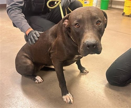 ARLENE - American Pit Bull Terrier available for adoption