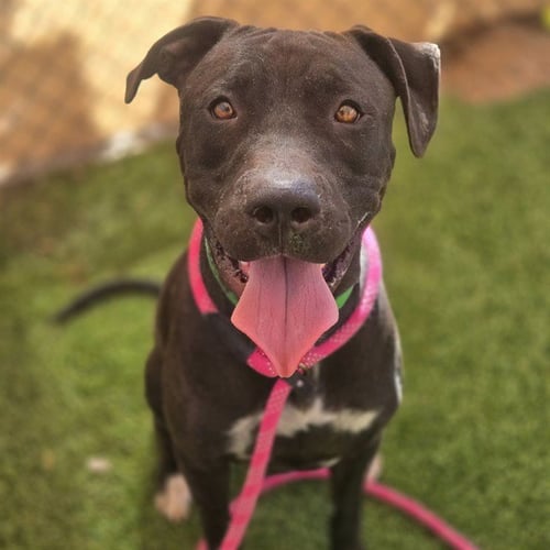 ARLENE - American Pit Bull Terrier available for adoption