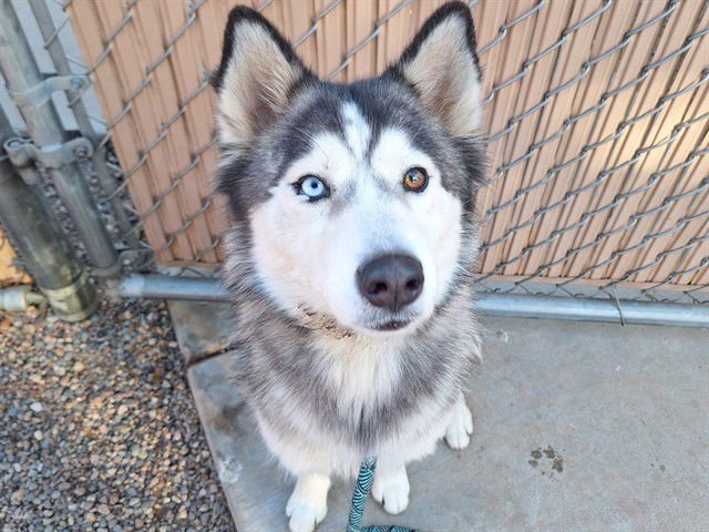 AURORA - Husky available for adoption