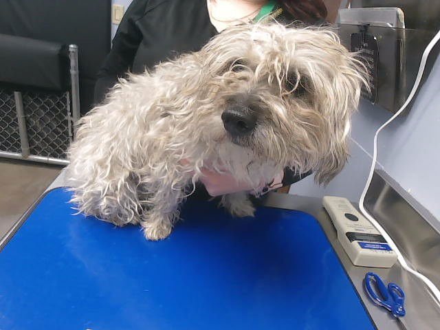 BOBBIN - Poodle (Miniature) available for adoption