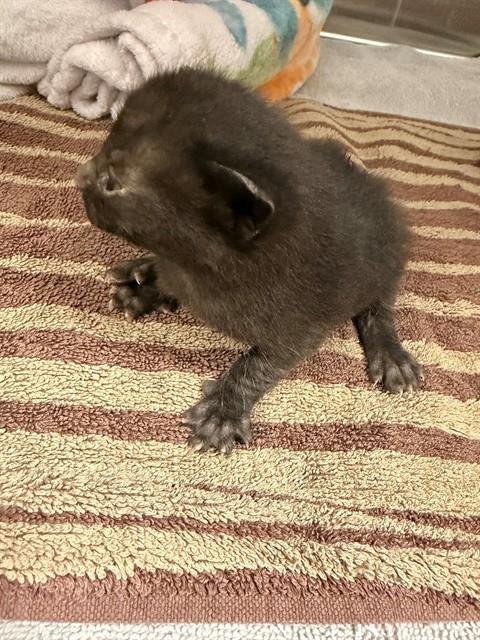 SKETCH - American Shorthair available for adoption