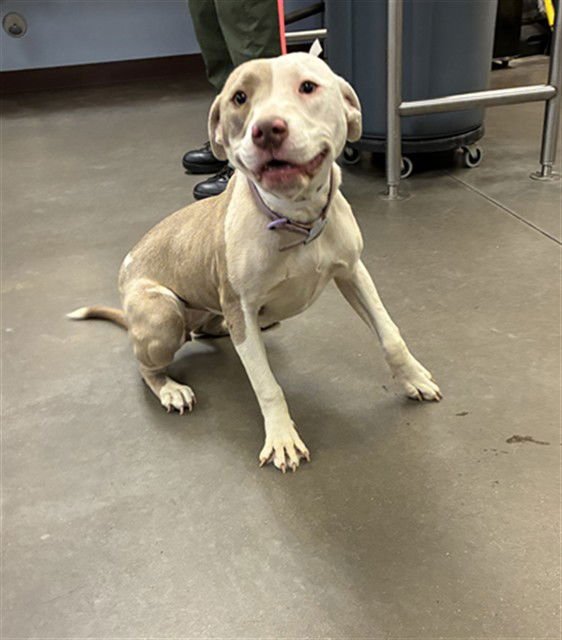 BRIE - American Staffordshire Terrier available for adoption