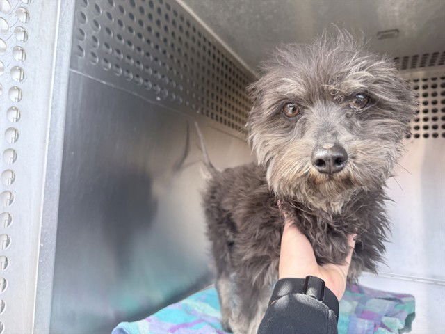 ZIPPER - Cairn Terrier / Silky Terrier available for adoption