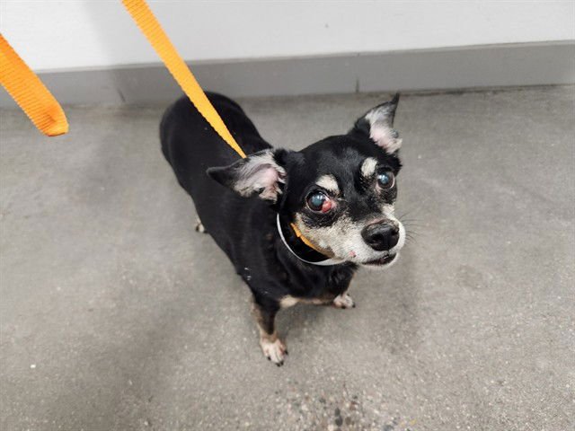 WILLOW - Chihuahua / Dachshund available for adoption