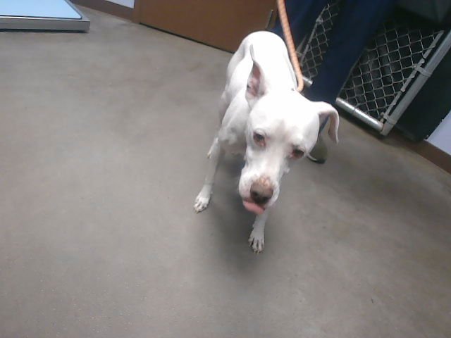 BLANCO - American Pit Bull Terrier available for adoption
