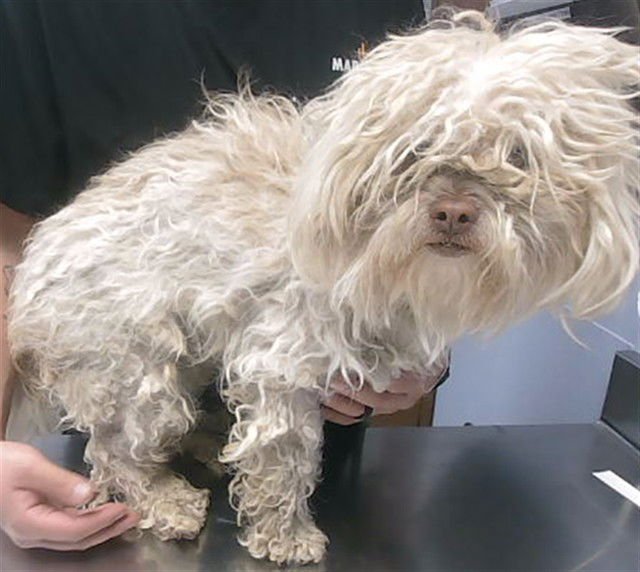 TYSON - Maltese / Poodle (Miniature) available for adoption