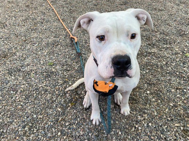 SERAPHINA - American Pit Bull Terrier available for adoption