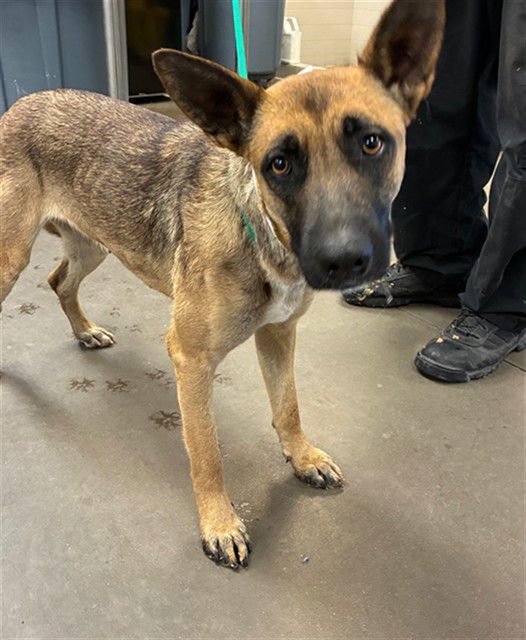 BLOSSOM - German Shepherd Dog available for adoption