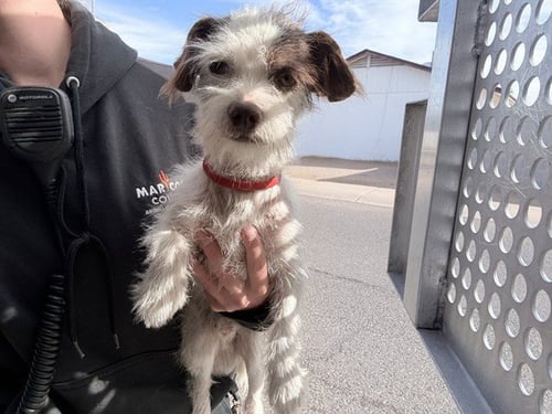 LIAM - Border Terrier available for adoption