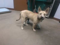 OLAF - Photo 1