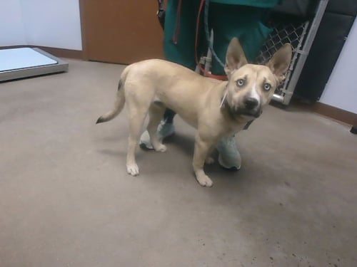 OLAF - German Shepherd Dog available for adoption