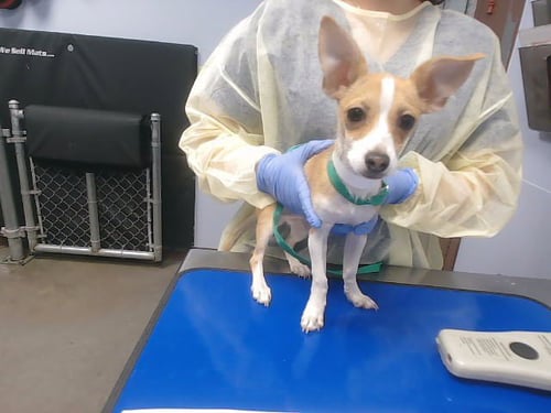 WIGGLES - Chihuahua available for adoption