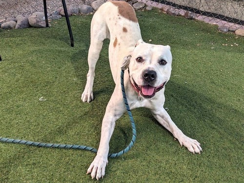 HOPPER - American Pit Bull Terrier available for adoption