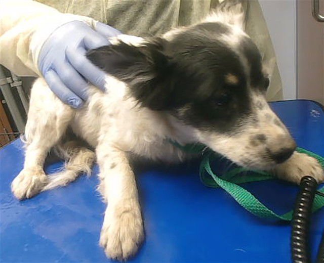 TINKERBELLE - Australian Shepherd available for adoption
