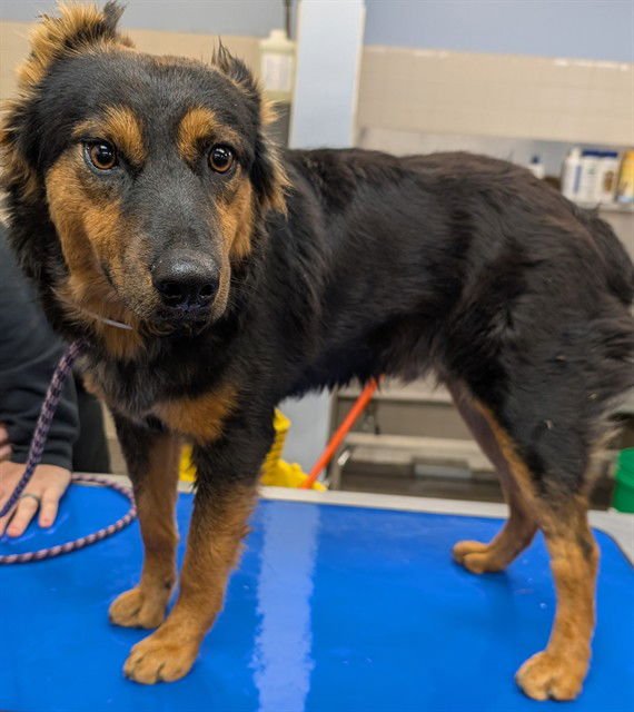 BRISKET - Australian Cattle Dog/Blue Heeler / Australian Shepherd available for adoption