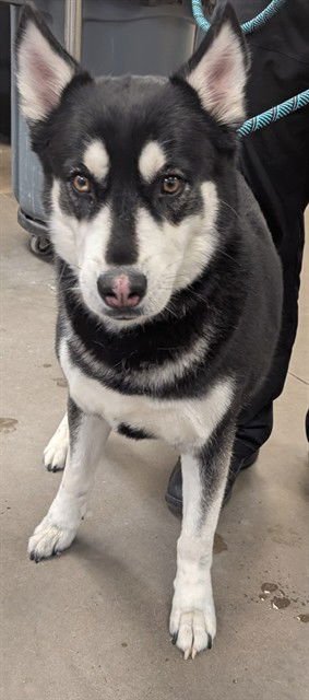 TASHA - Siberian Husky available for adoption