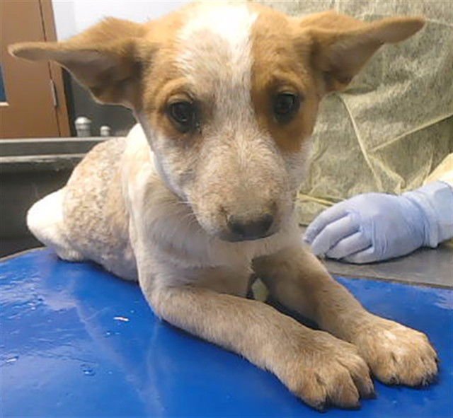 ARIEL - Australian Cattle Dog/Blue Heeler available for adoption