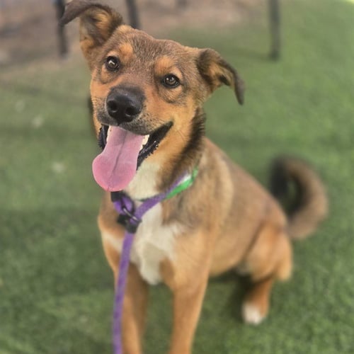 RIZZ - German Shepherd Dog available for adoption