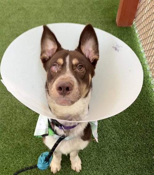 PRINCE ERIC - Australian Kelpie / Siberian Husky available for adoption