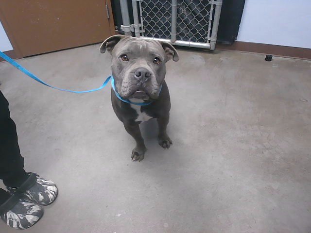 ANGUS - American Pit Bull Terrier / Bulldog available for adoption