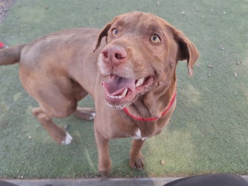 DORRIS - American Pit Bull Terrier available for adoption