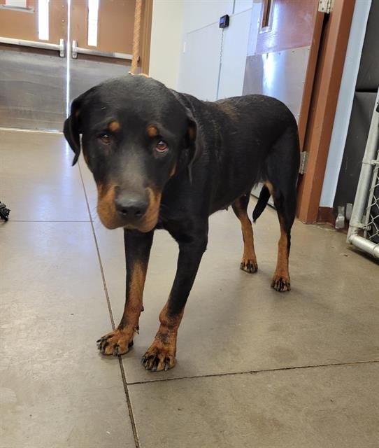 SUSHI - Rottweiler available for adoption