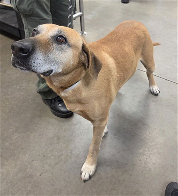 GORDO - Labrador Retriever available for adoption