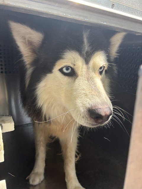 TREBLE - Alaskan Malamute available for adoption