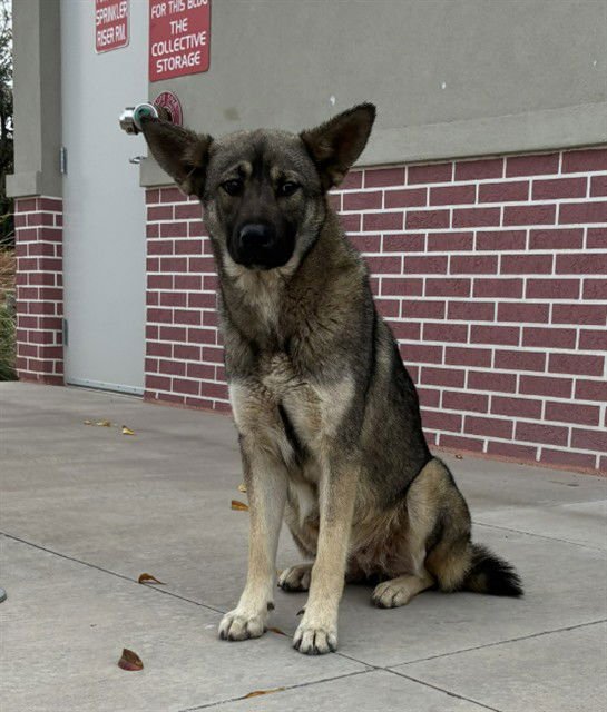 PEBBLES - German Shepherd Dog available for adoption