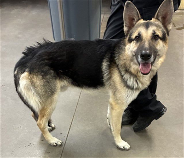 BACH - German Shepherd Dog available for adoption