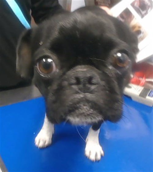 ASHER - Pug available for adoption